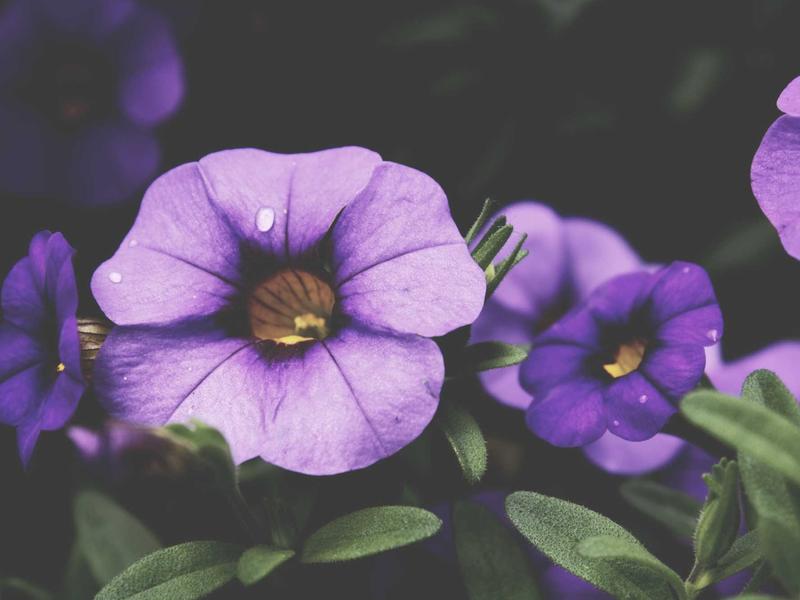 samurai sudoku screenshot 1